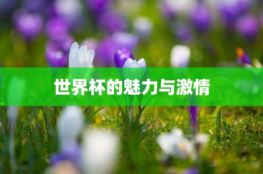世界杯的魅力与激情